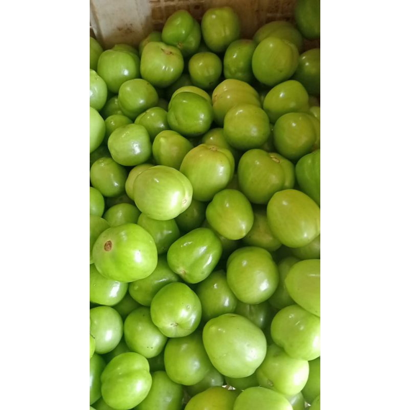 

sayur mayur tomat hijau seger fres