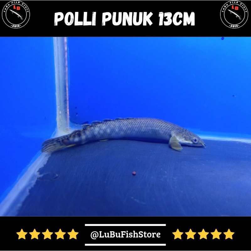 Aksesoris Aquarium Palmas Polli Minusan