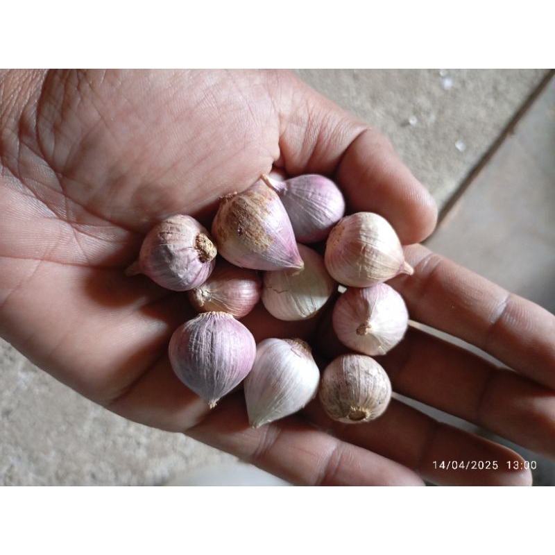 

bawang lanang / tunggal 1kg ukuran kecil