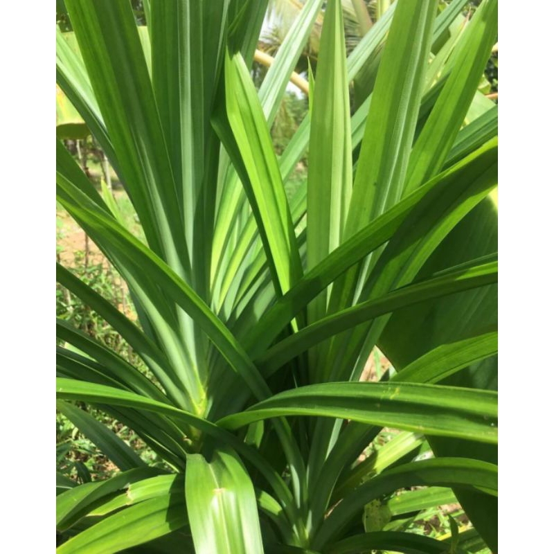 

Daun Pandan segar fresh 1 ikat (10 lembar), Daun pandan masak, herbal