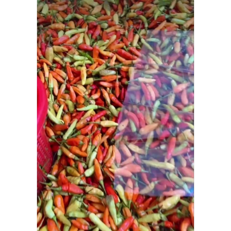 

Cabe rawit merah murah dan bagus 1kg ga busuk