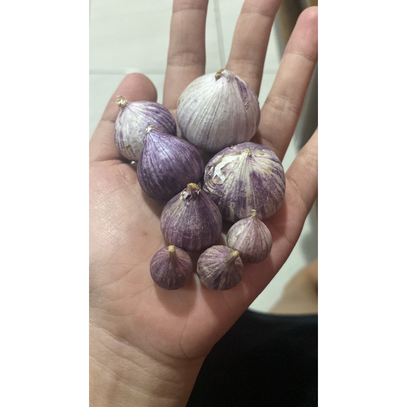 

bawang putih tunggal atau bawang lanang uk 1kg