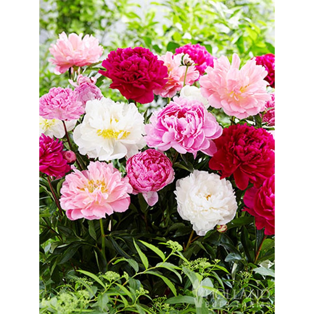 Green Earth - Bibit Benih Biji Bunga Peony Mix Paeonia Lactiflora Flower - Biji Tanaman Pohon Bunga 