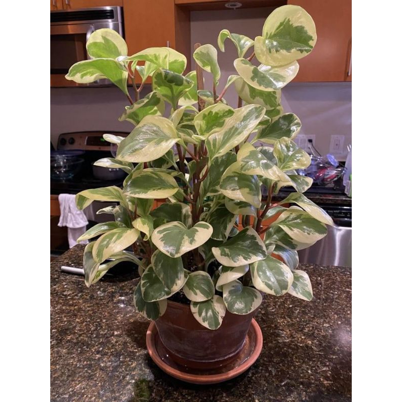 Peperomia variegata/Peperomia Obtusifolia Variegata