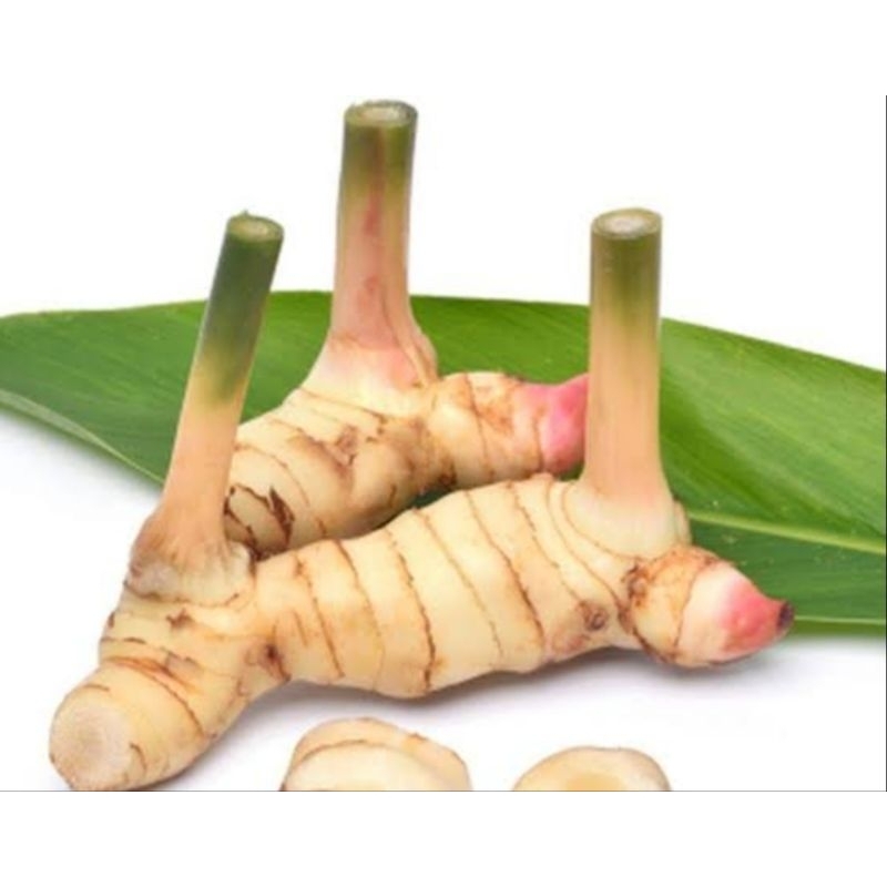 

Laos/lengkuas segar bumbu dapur