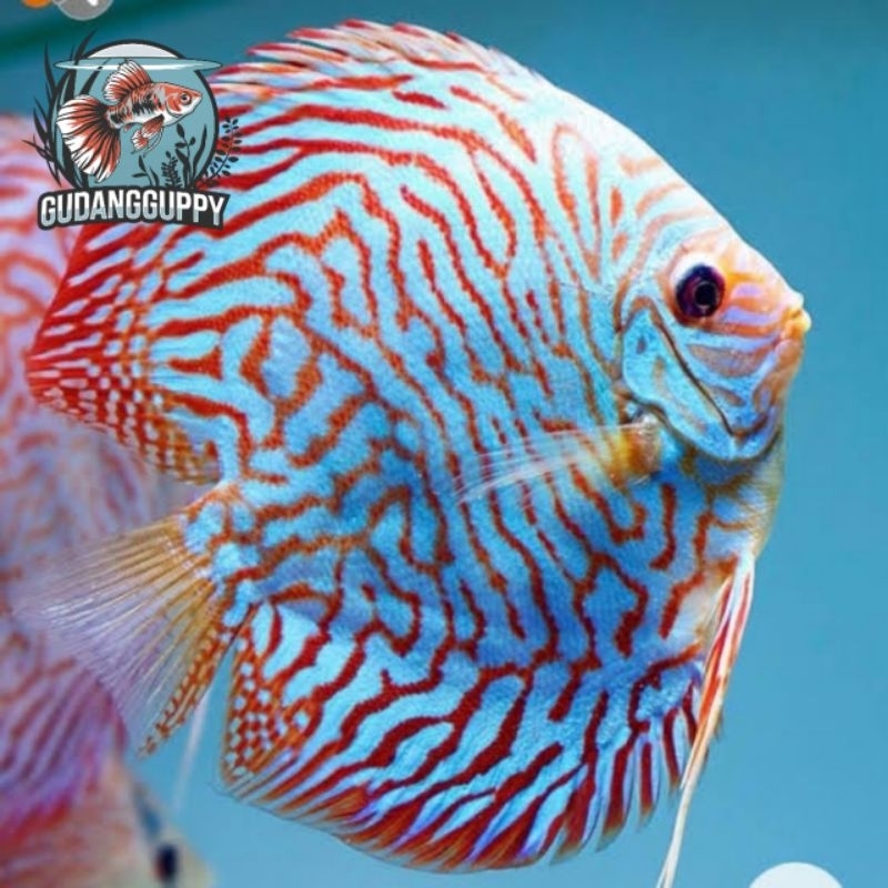 Hiasan Aquarium Discus Tiger