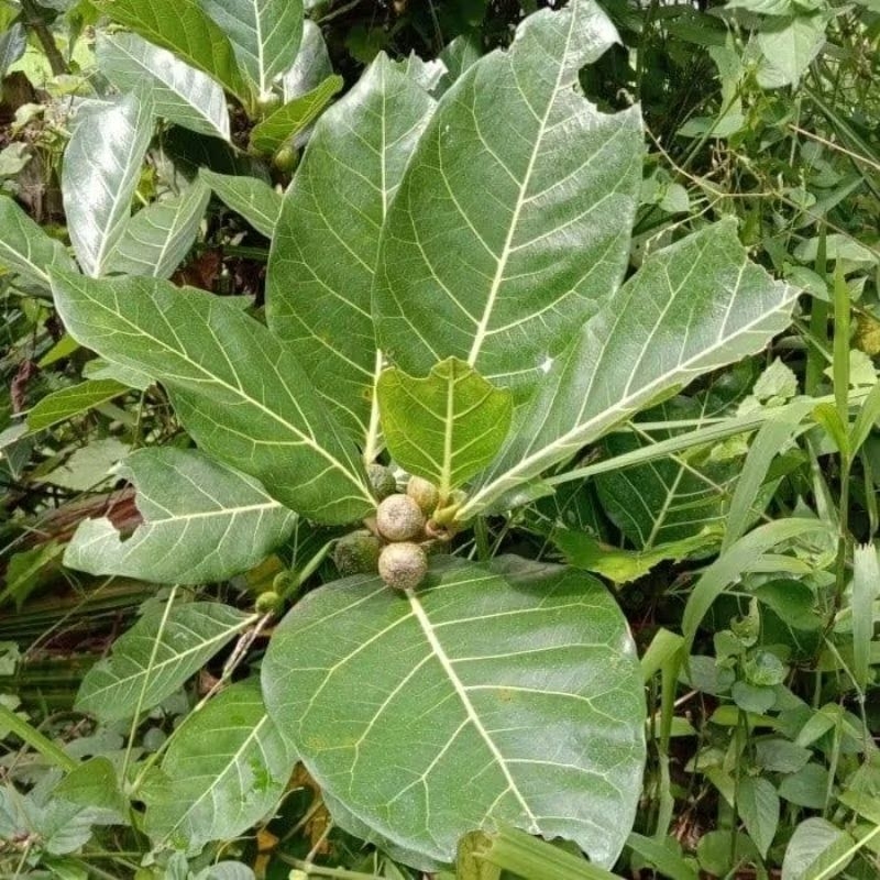 

Daun Awar-Awar Segar Fresh Dipetik Dadakan per Lembar Obat Herbal Alami