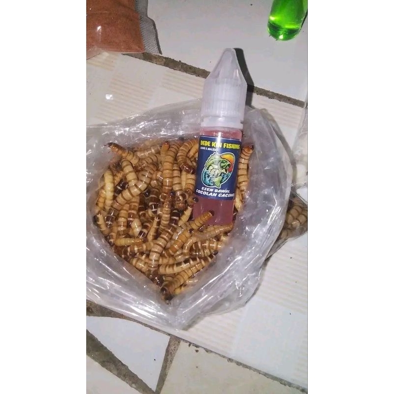 Esen bawal oplosan buat semua media dkf