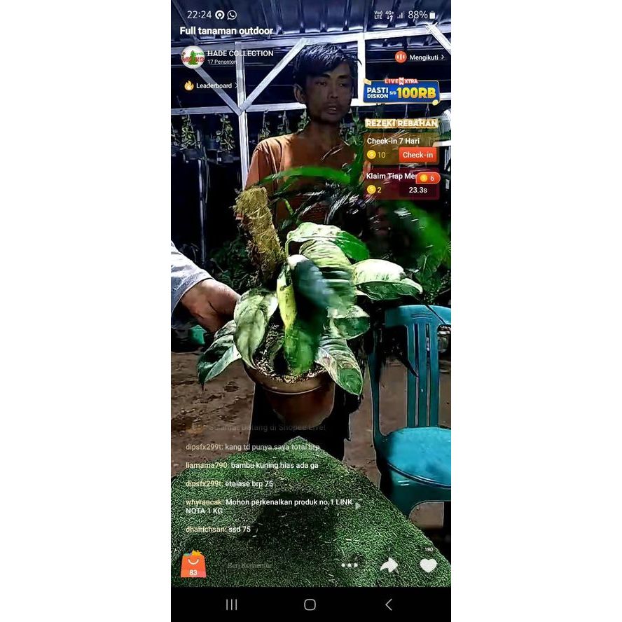 tanaman hias raphidopora foraminifera variegata