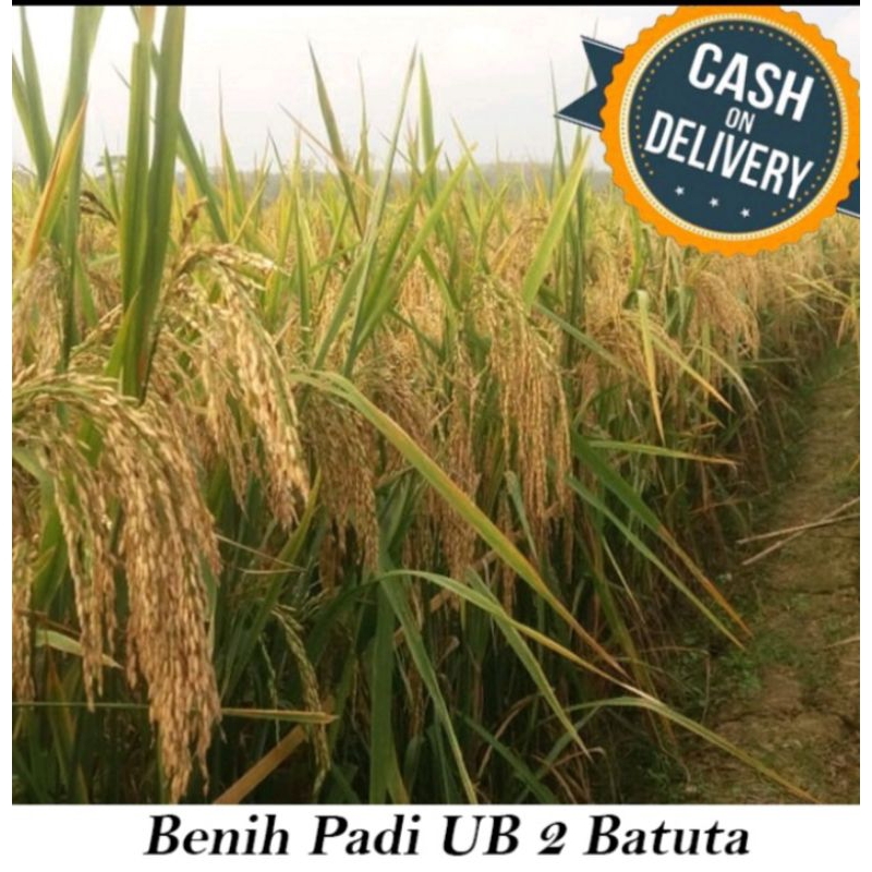BENIH PADI UB 2 BATUTA KEMASAN 5KG