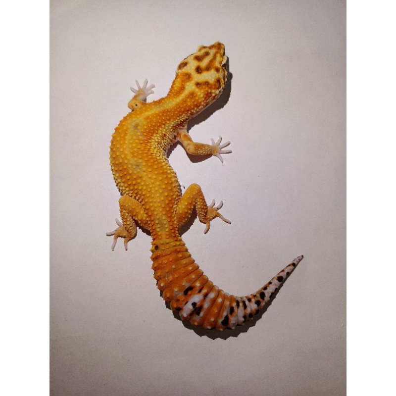 GECKO LEOPARD PELET ASLI ( SESUAI FOTO 100% ) PREMIUN QUALITY JUMBO SIZE