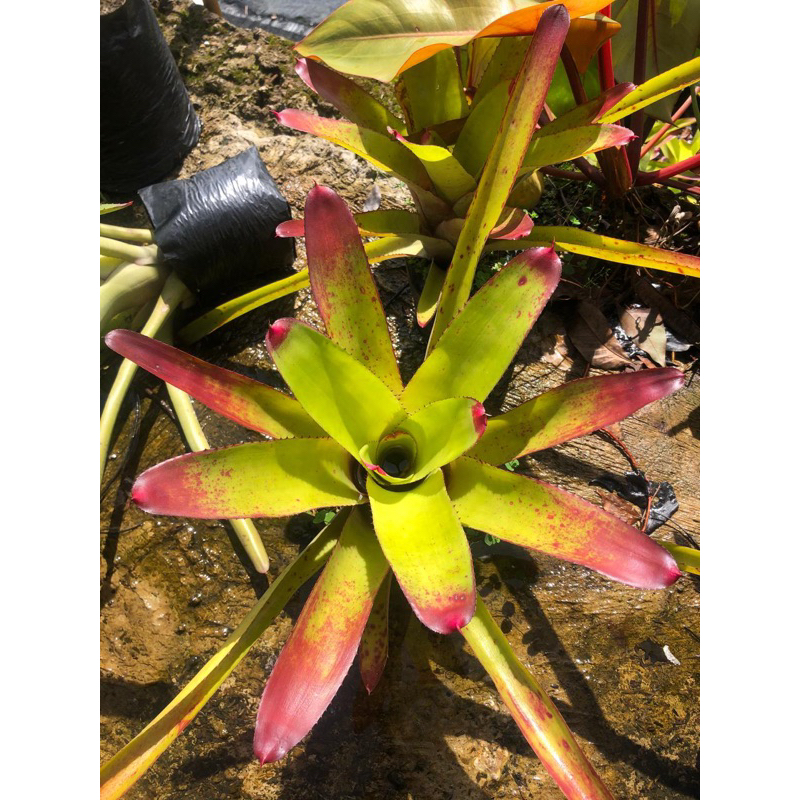 tanaman hias bromelia kitek