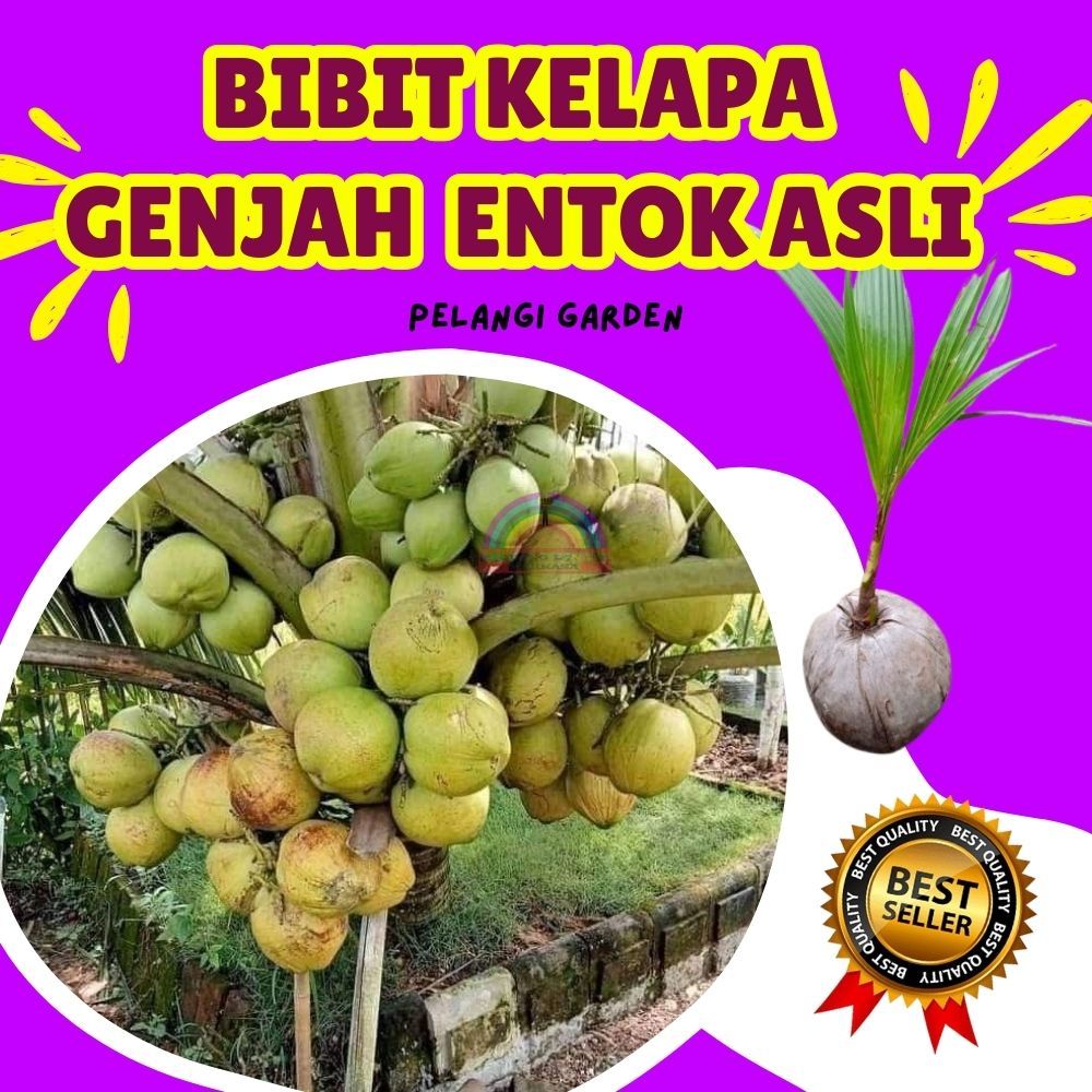 BIBIT UNGGUL.. Bibit Buah Kelapa Genjah Entok Kebumen, Bibit Buah Kelapa Genjah Entok