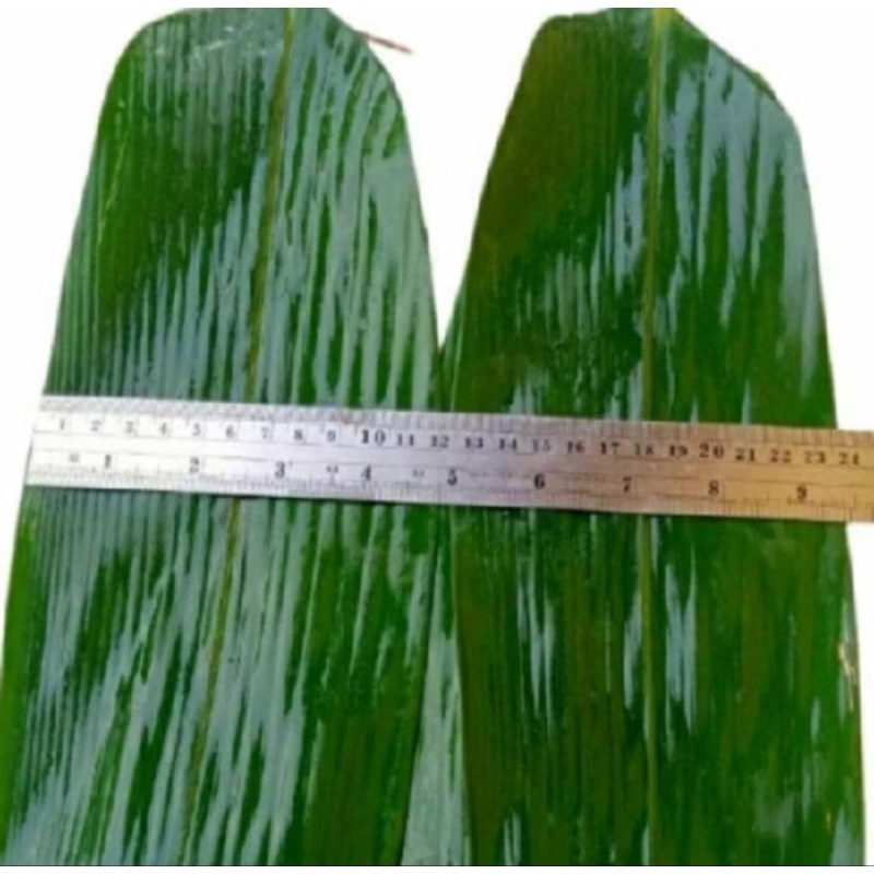 

daun bambu jumbo/bungkus bakcang per helai