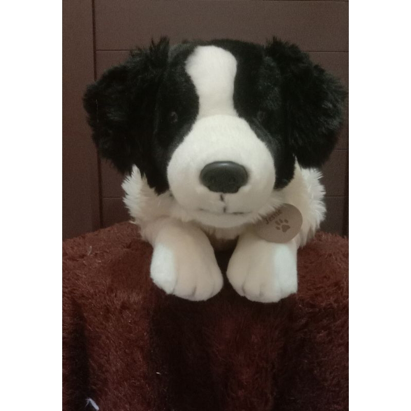 Jessie The Border Collie