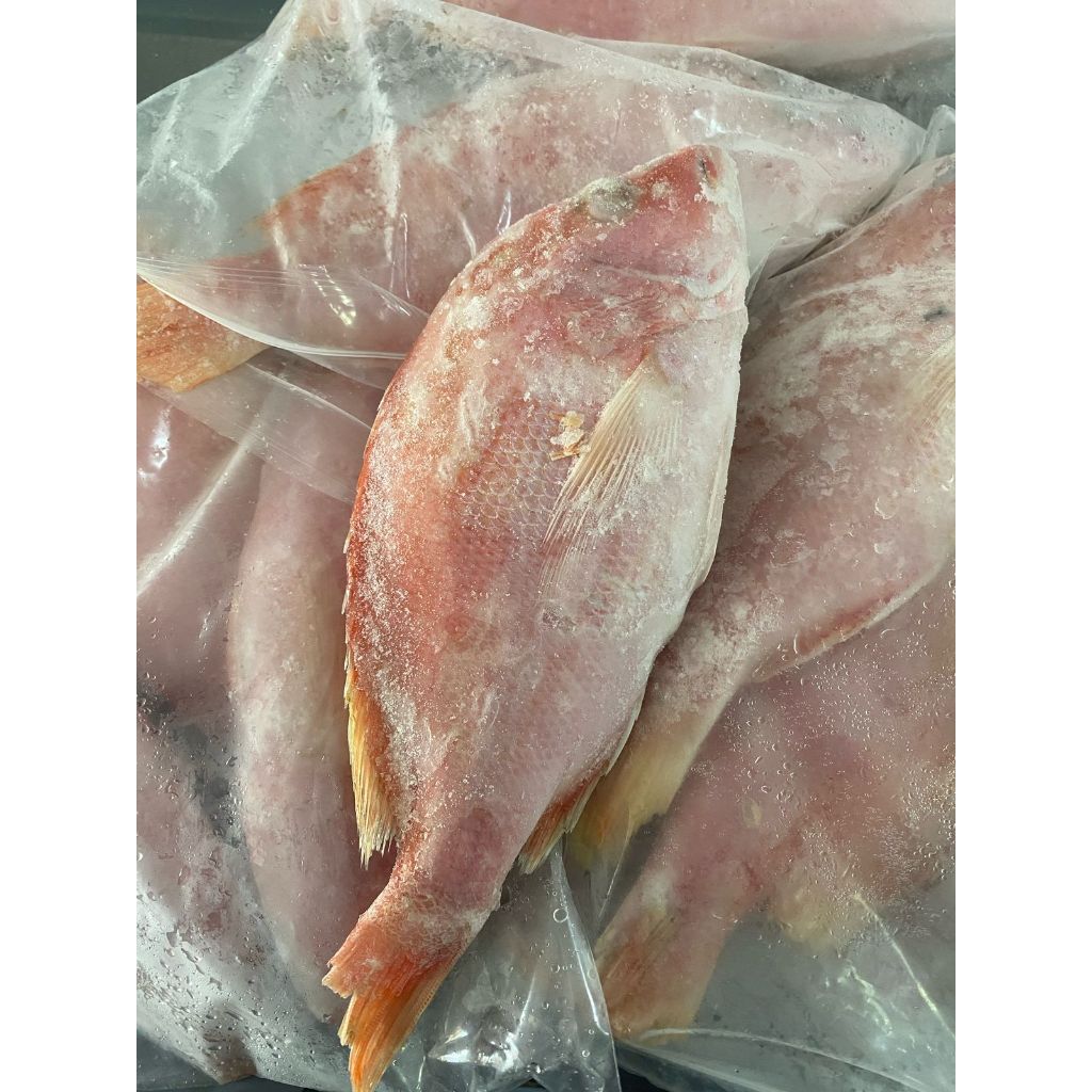 

IKAN KAKAP MERAH. KAKAP MERAH. RED SNAPPER
