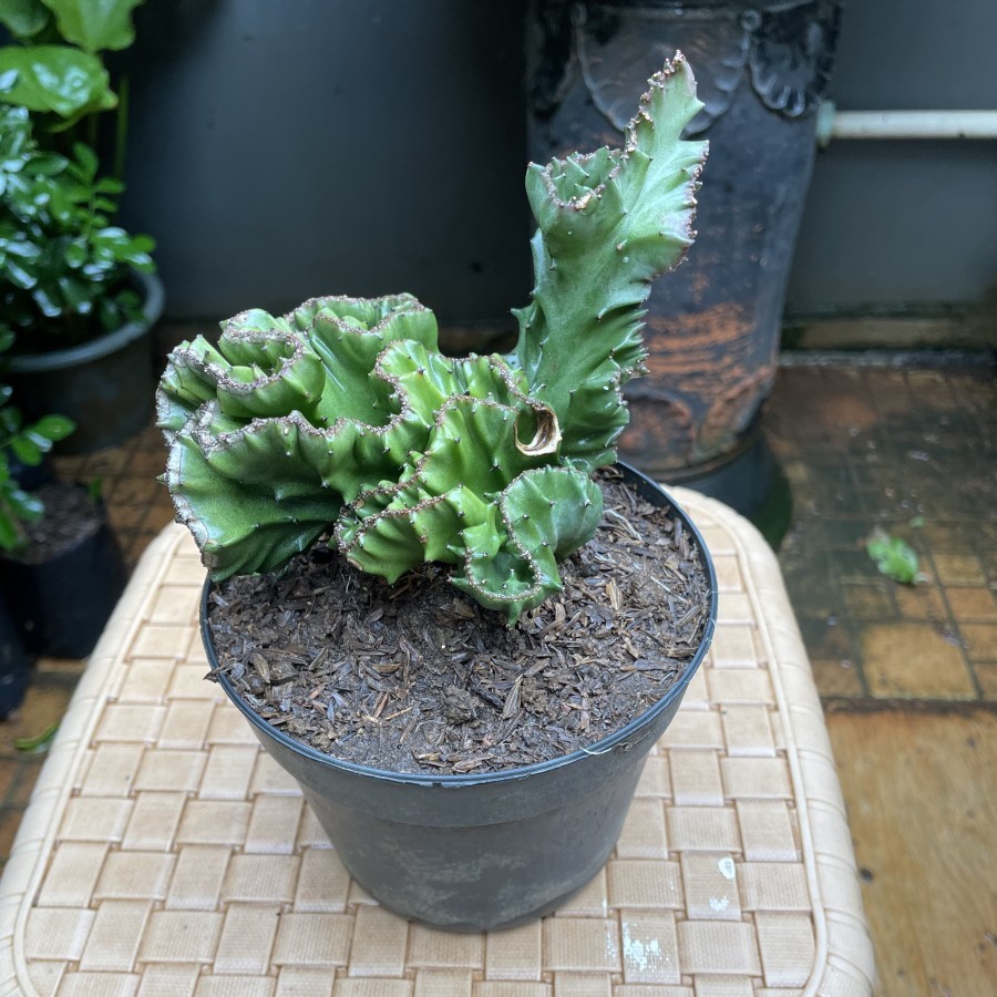Tanaman Kaktus euphorbia lactea cristata hijau