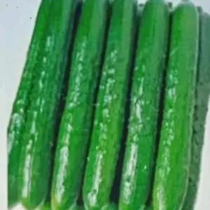 

timun kiyuri 900-1000g