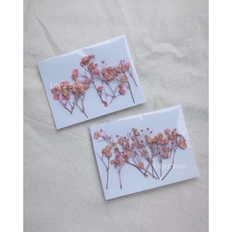 Baby Breath Pressed Flower Bunga Kering Press Baby Breath