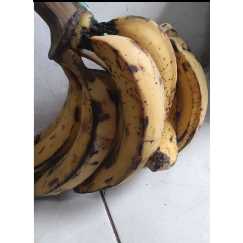 

Pisang Tanduk | Pisang tanduk manis | Pisang per gantung +- 4 kg