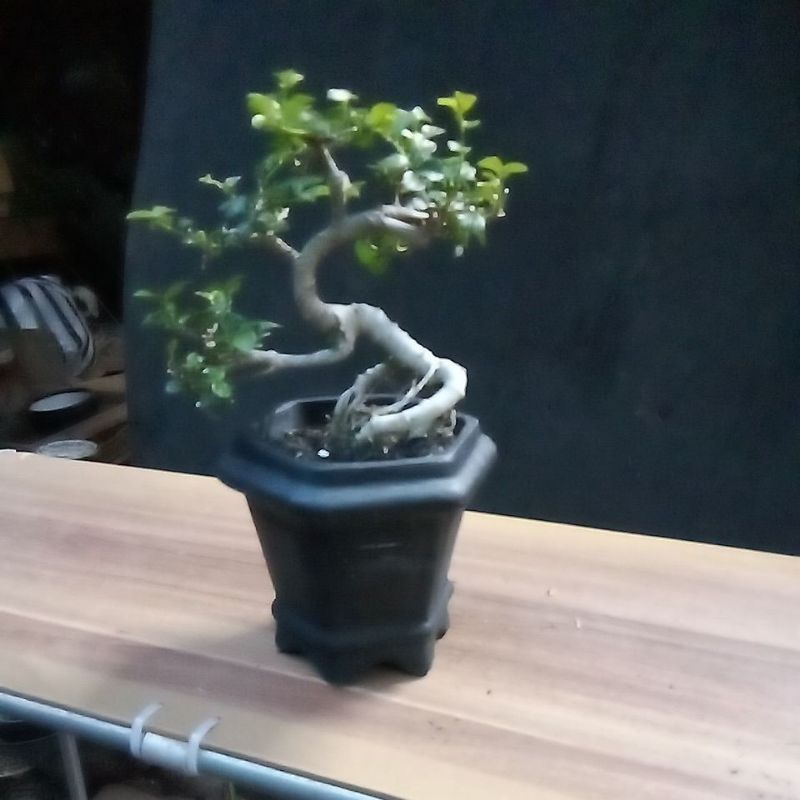bonsai mini serut