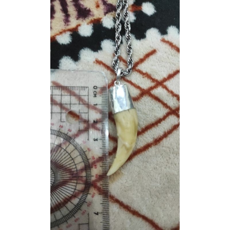 

Tar-can- tutul kalimantan