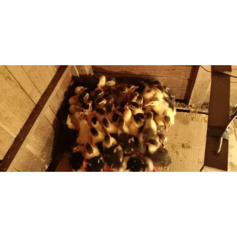 Doe Entog Manila Super Jumbo 1 Box Isi 102 Ekor Umur ( 1 Minggu ) Sudah Vaksin.