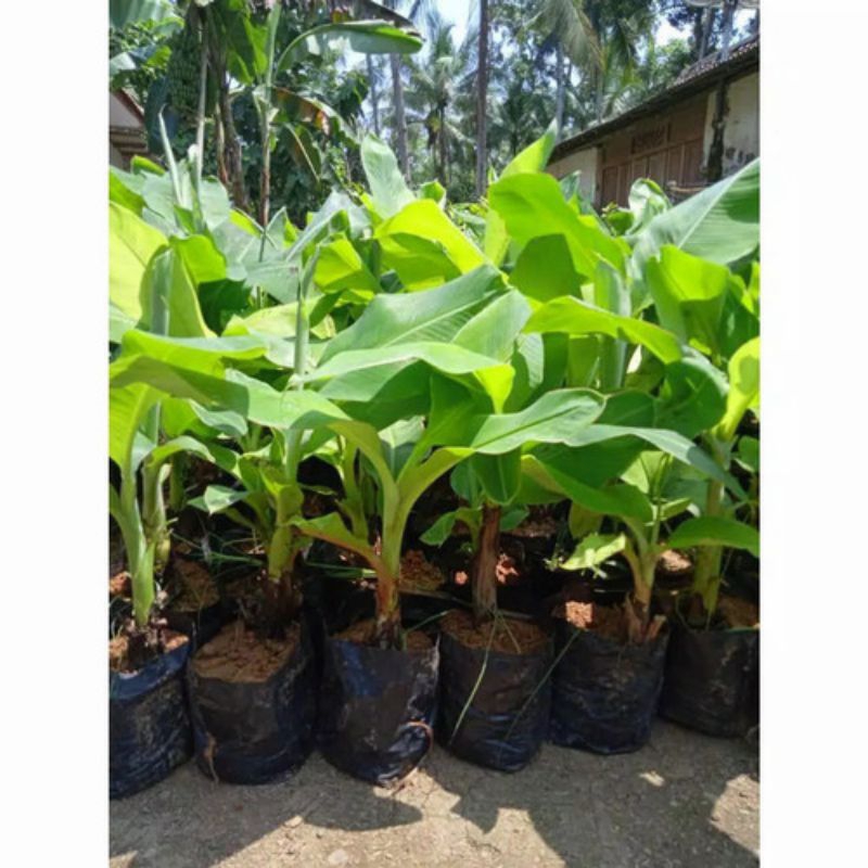 bibit pisang CAVENDISH. tanduk. kapas. Ambon. raja. nangka. susu. kepok. mas