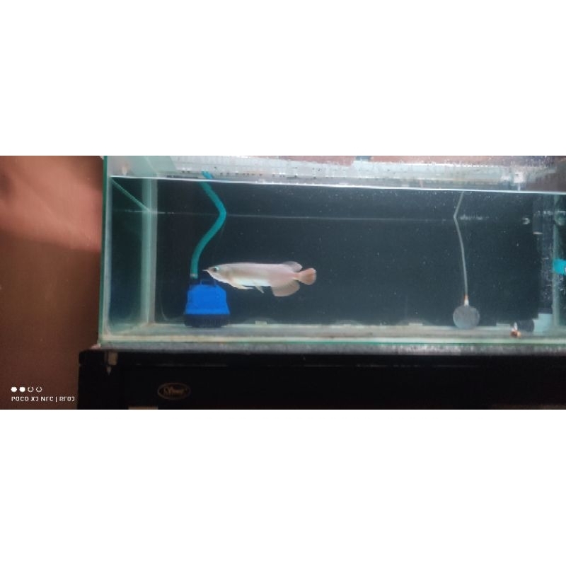 Arwana red banjar ,sertifikat dan chip  18cm up