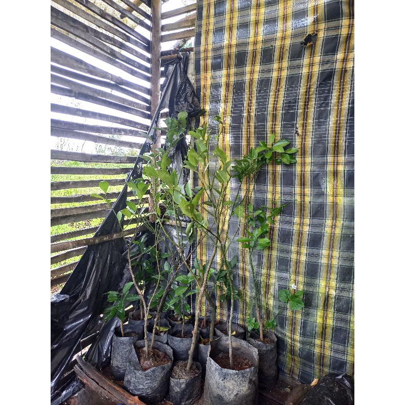 

bibit jeruk Siam madu