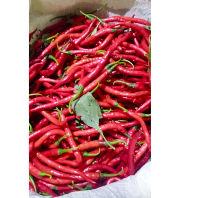 

Cabe Merah Keriting Fresh Petani Murah untuk aneka masakan