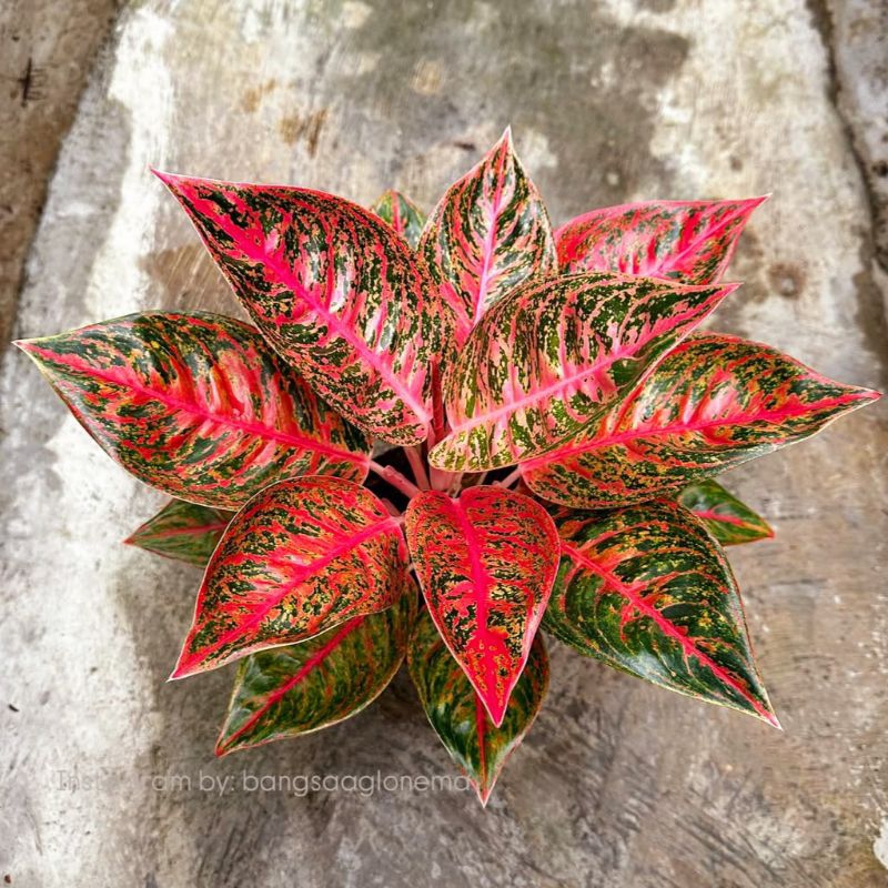 Aglonema Reanita Tanaman Hias Bunga Aglaonema Murah Merah BUKAN bonggol bibit - tanaman hias hidup -
