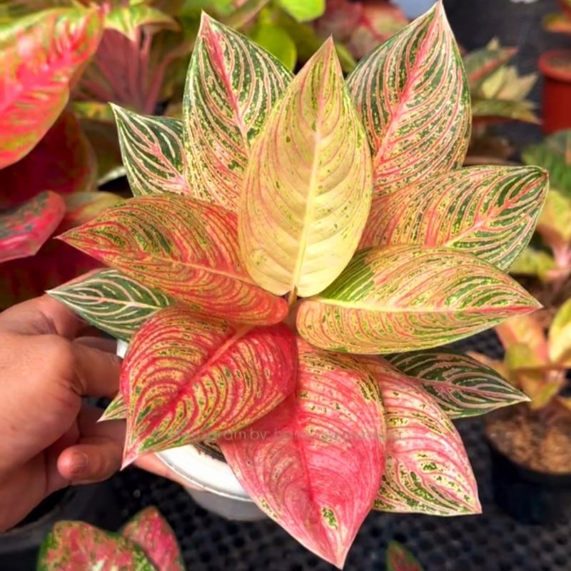 Aglonema Red Legacy Mutasi Tanaman Hias Bunga Aglaonema Murah Merah BUKAN bonggol bibit - tanaman hi