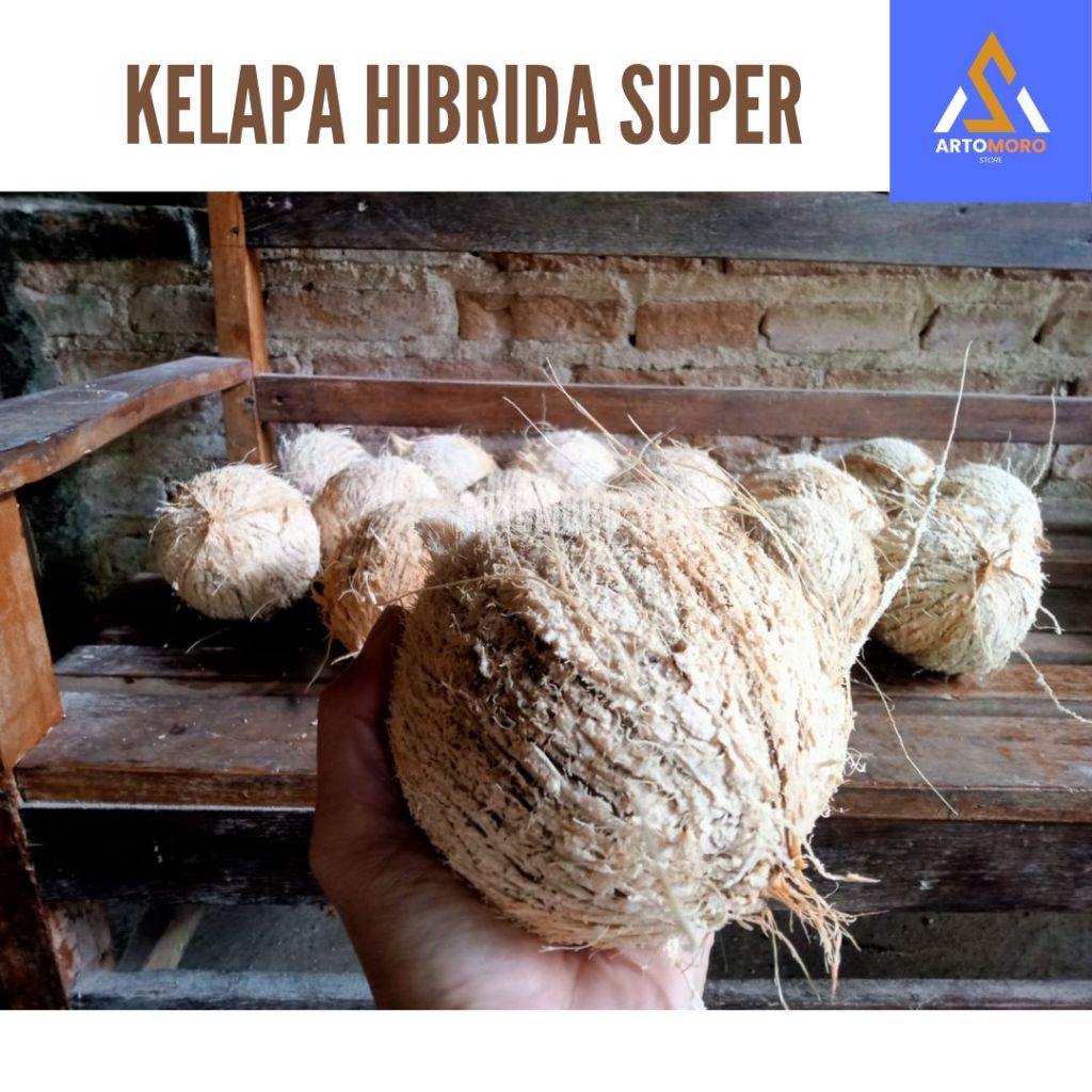 

KELAPA SUPER | KELAPA | KELAPA TUA | KELAPA SUDAH KUPAS