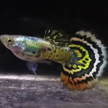 GUPPY YELLOW PLATINUM TIGER