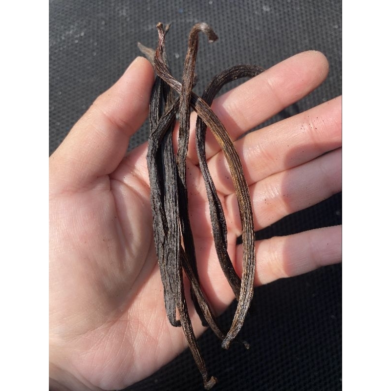 

Vanili Kering (Dry Vanilla Beans) – 50 GRAM - Kadar Air 12% | Panjang 12–15 cm