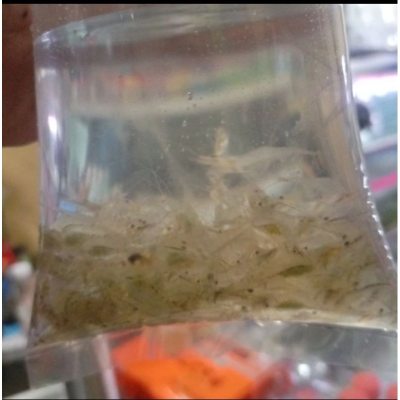 PAKAN IKAN HIAS PREDATOR UDANG HIDUP