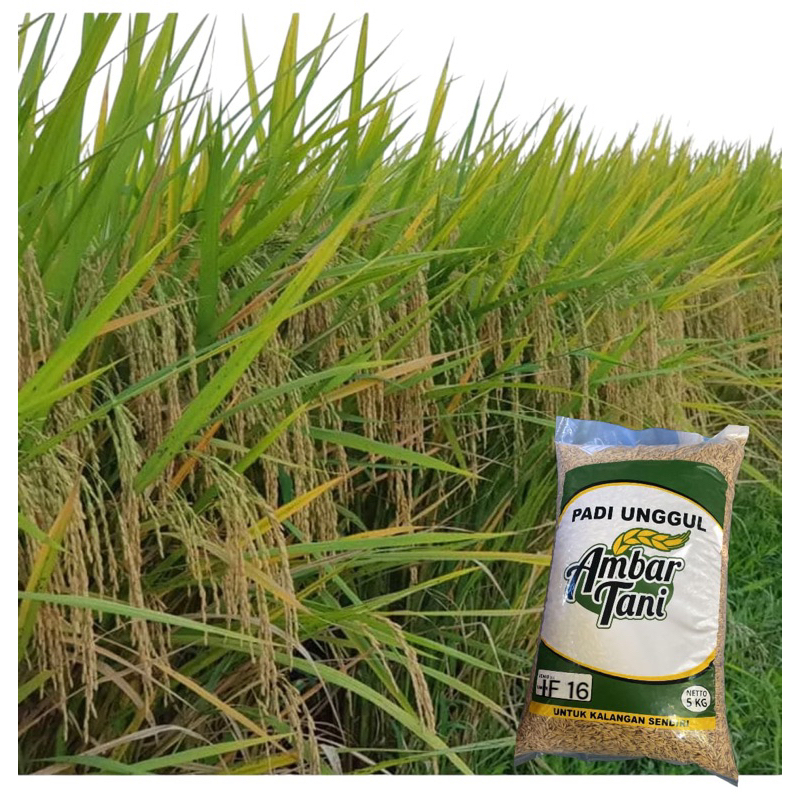 BENIH PADI IF16 AB2TI PREMIUM ORIGINAL kemasan 5 kg (repack)
