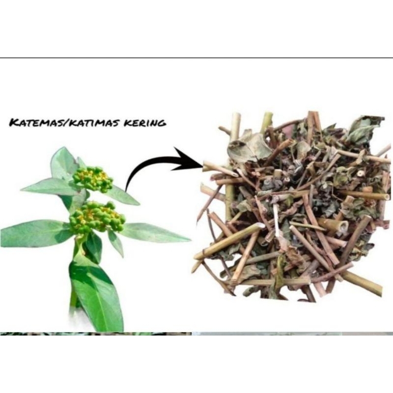 

Daun patikmas kering daun Katemas kering organik-az