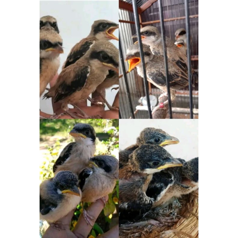 Burung Cendet Madura Trotol Mandiri Ternakan Ring PMP BF burung pentet trotol Anakan Mandiri dan Lol