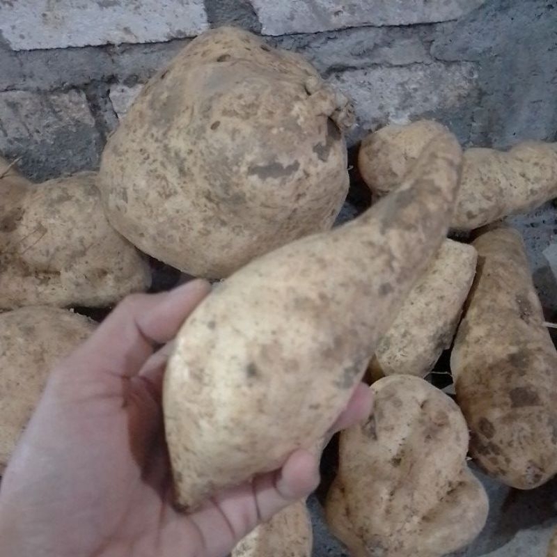 

Ubi jalar/bolet/ketela/telo/sweet java potatoes