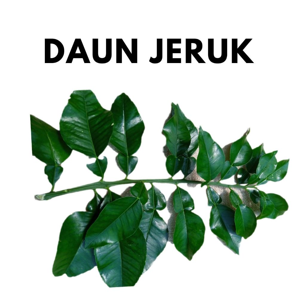 

DAUN JERUK BALI / DAUN JERUK LEUHANG MERIANG KHUSUS OBAT 50 lembar