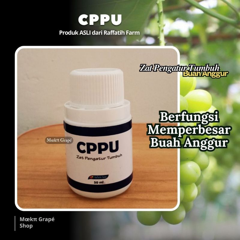 CPPU ZPT Untuk Memperbesar Buah Anggur by Raffatih Farm