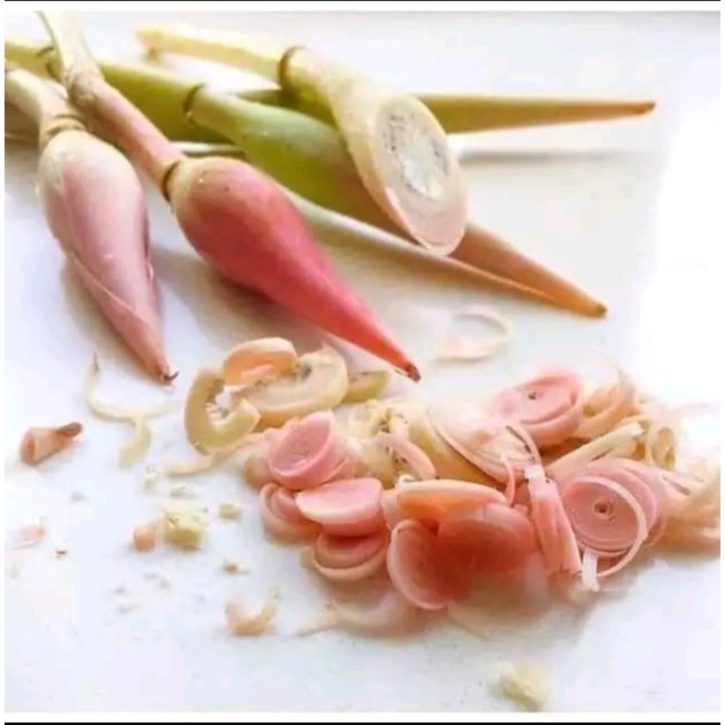 

Bunga Kecombrang Segar - Bunga Honje Rombeh Fresh