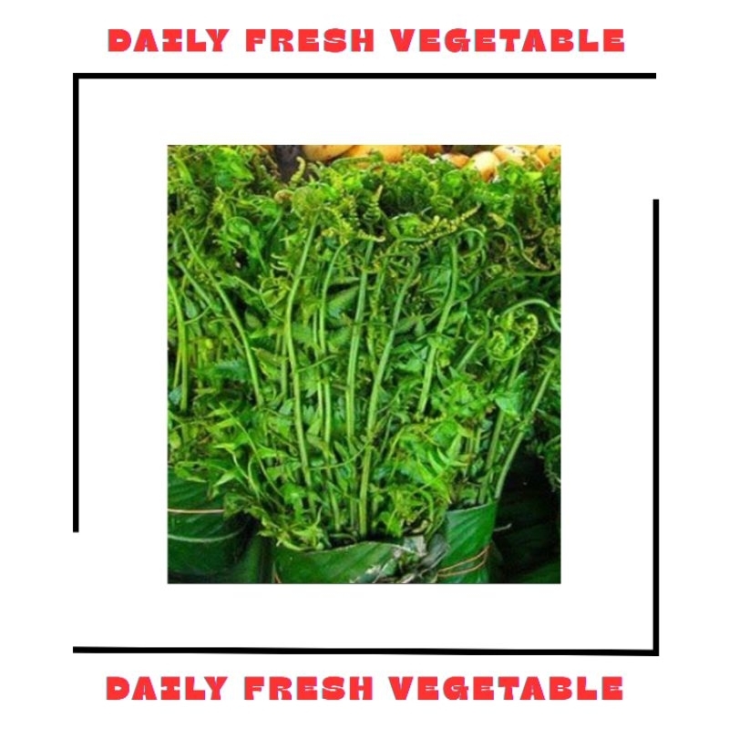 

Daun Pakis Fresh 1 Ikat