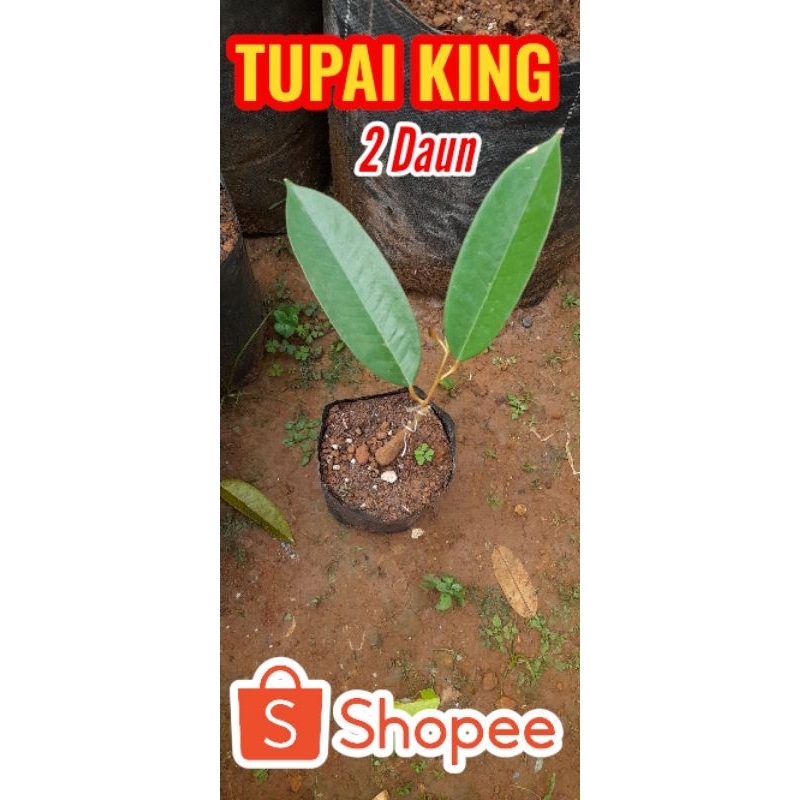 BIBIT DURIAN TUPAI KING 2 DAUN PACKING KAYU