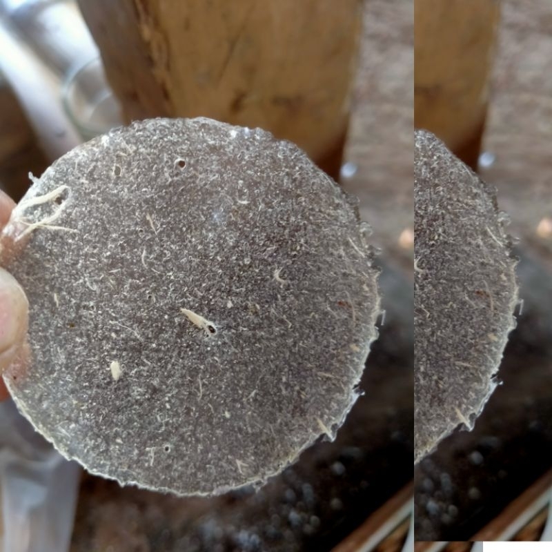 

keripik kaca mentah tipis 1kg