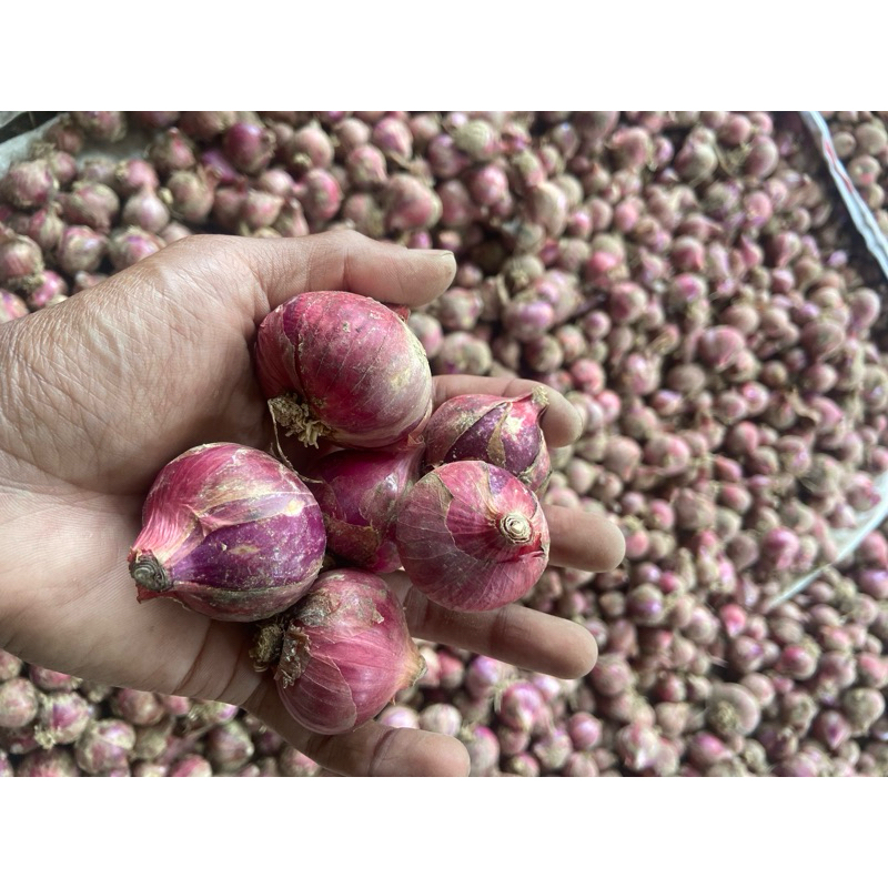 

bawang merah BESAR premium 250gram