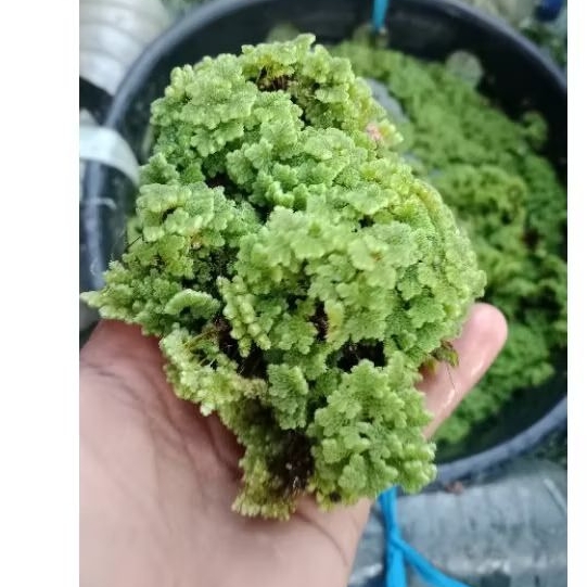 

AZOLLA 1 KILO AZOLA AZZOLA AZOLLA BERGARANSI