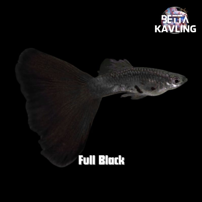 1 pasang Ikan Guppy Full Black Black Moscow berkualitas tinggi - aquascape aquarium